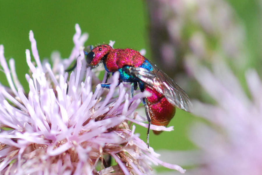 criside da identficare: Chrysura cuprea